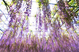 Ashikaga Flower Park