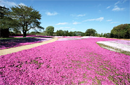 Tobu Treasure Garden